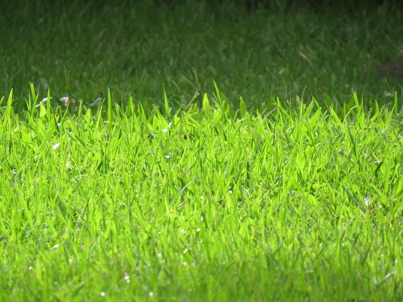 grass green nature free photo