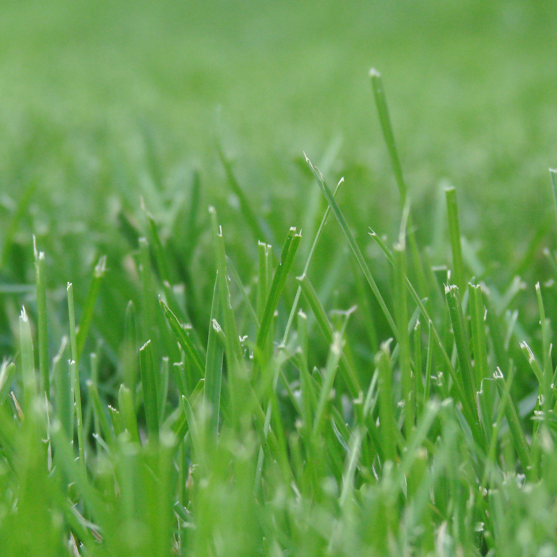 grass green close up free photo