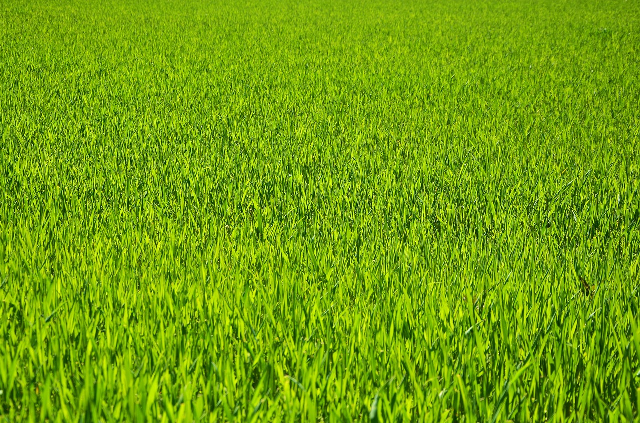 grass meadow cereals free photo