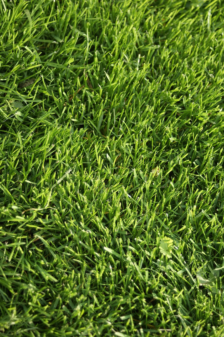 grass lawn green free photo