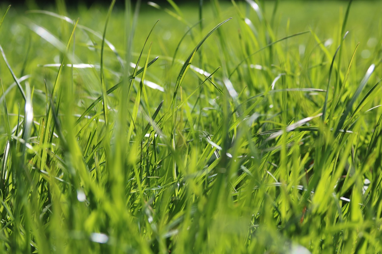 grass green spring free photo