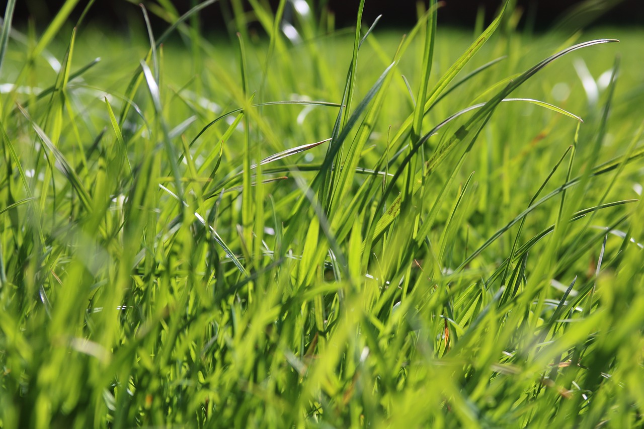 grass green spring free photo