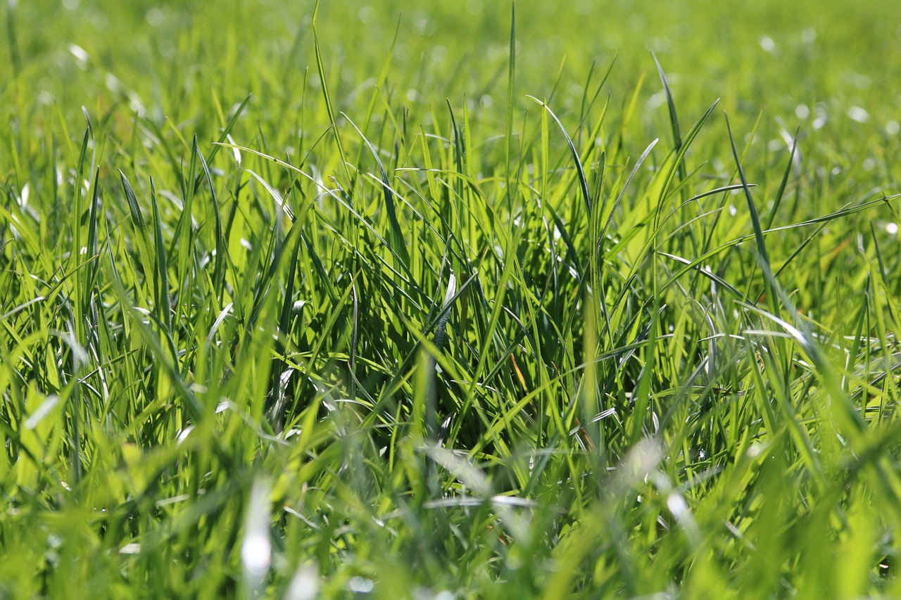 grass green spring free photo