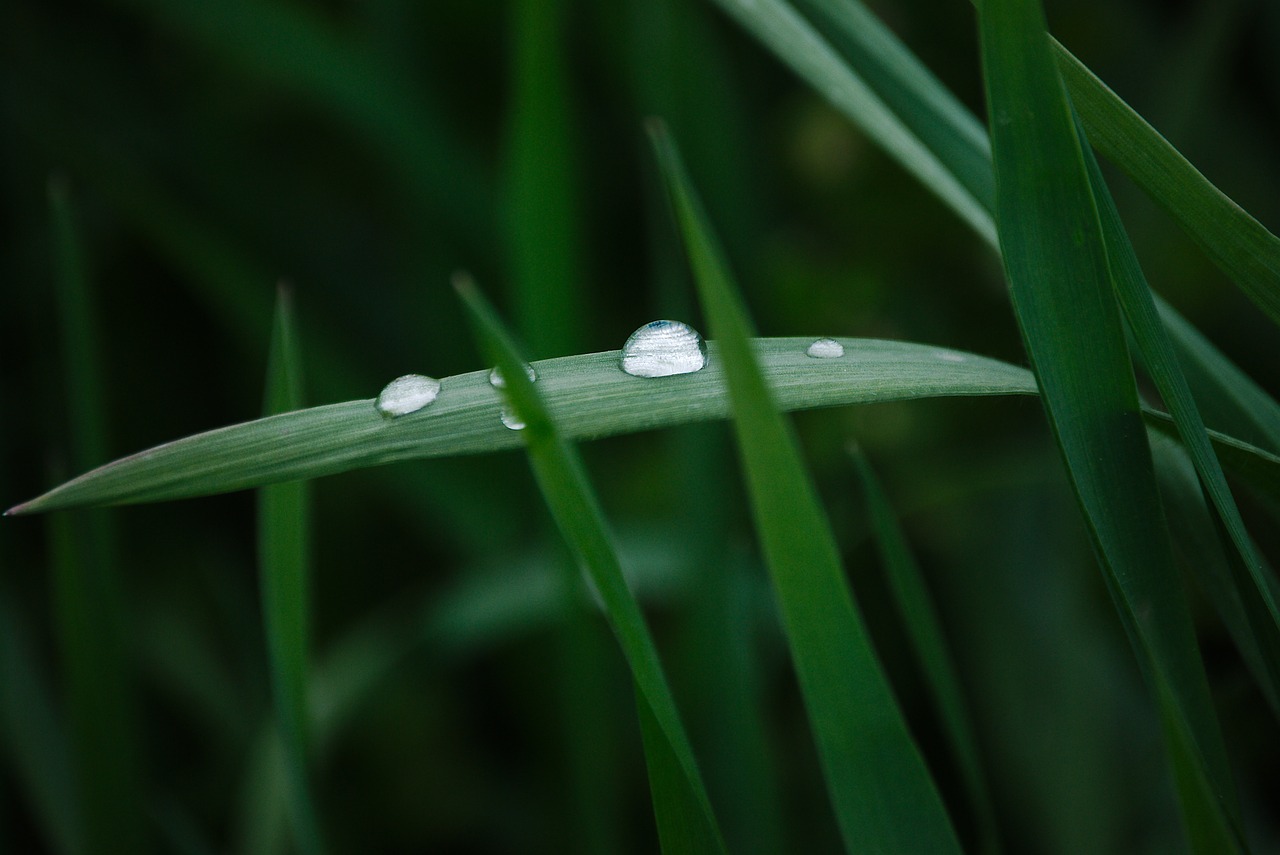 grass green drop of water free photo