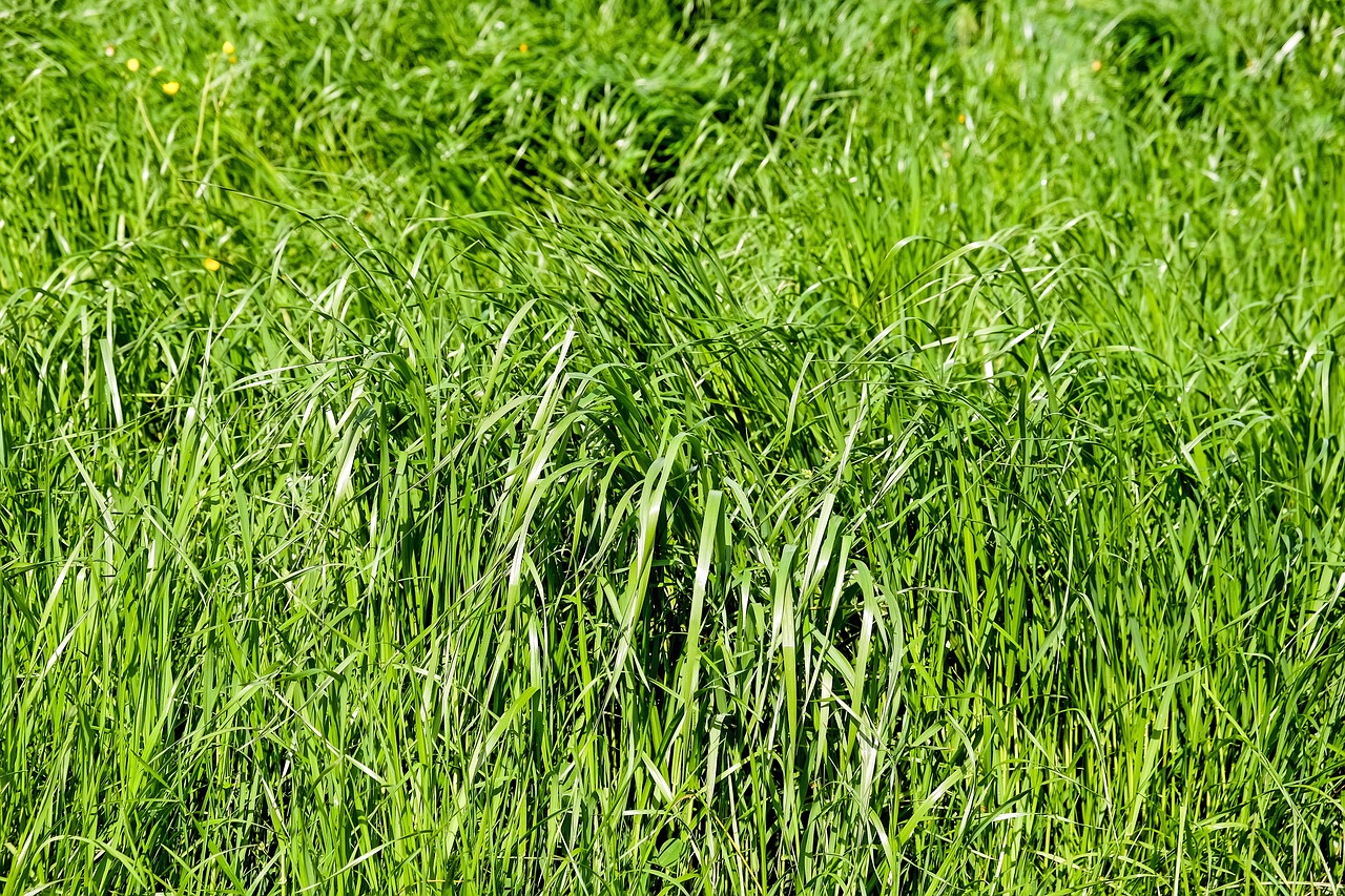 grass meadow grasses free photo