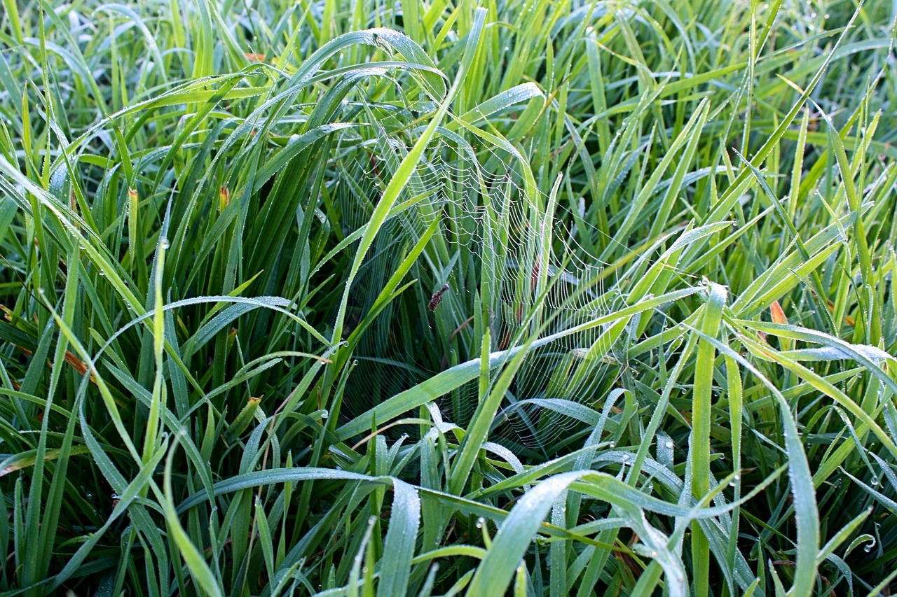 grass green meadow free photo