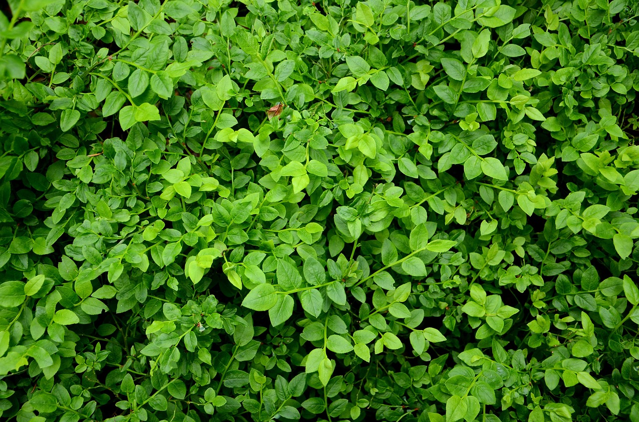 blueberries berries foliage free photo