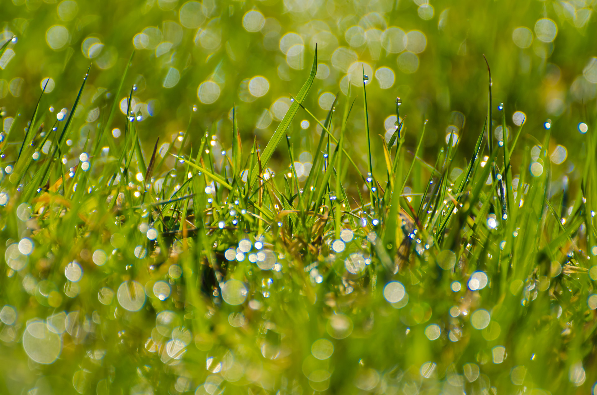 grass grassy stalks free photo