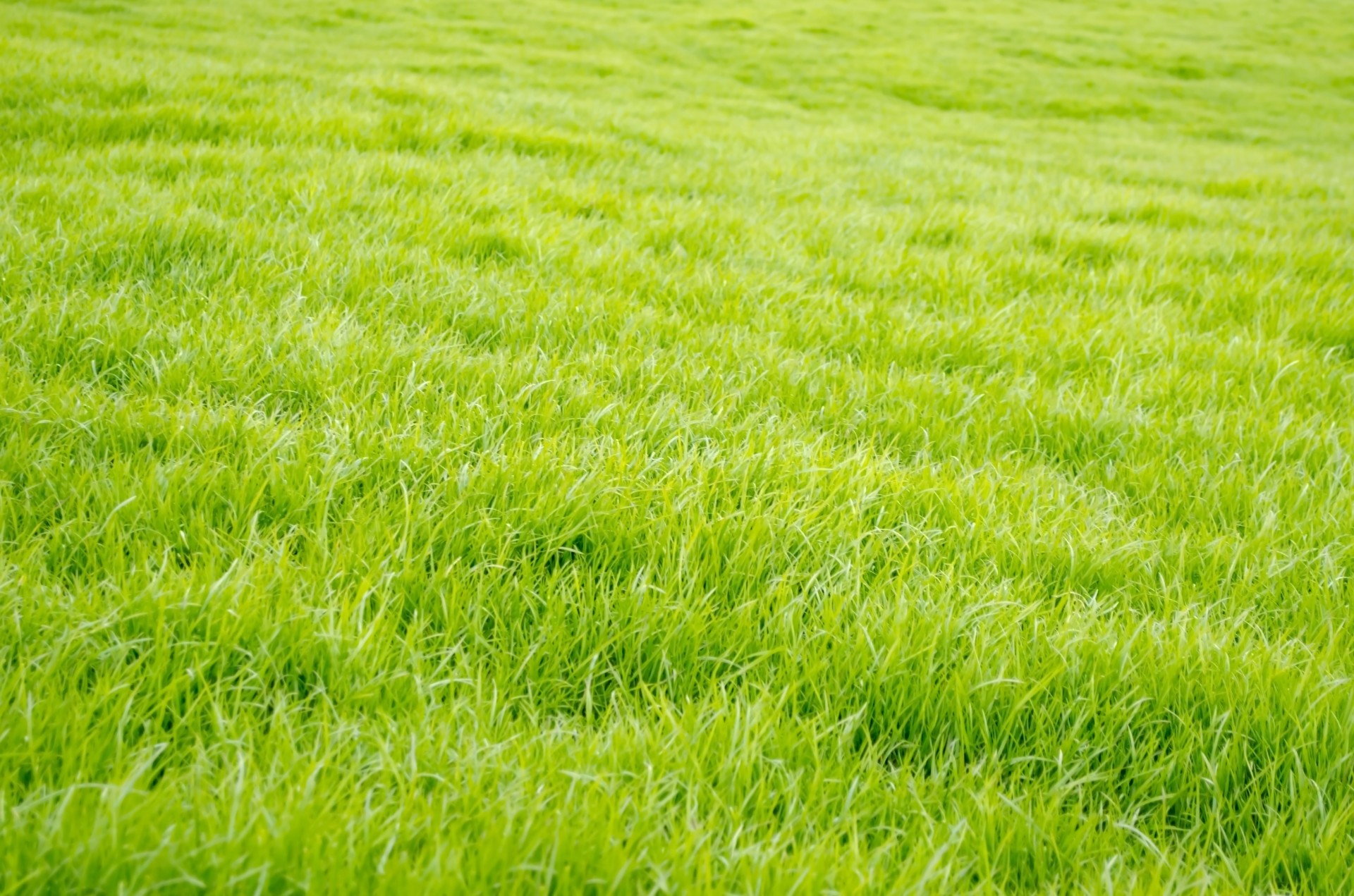 grass grassy stalks free photo