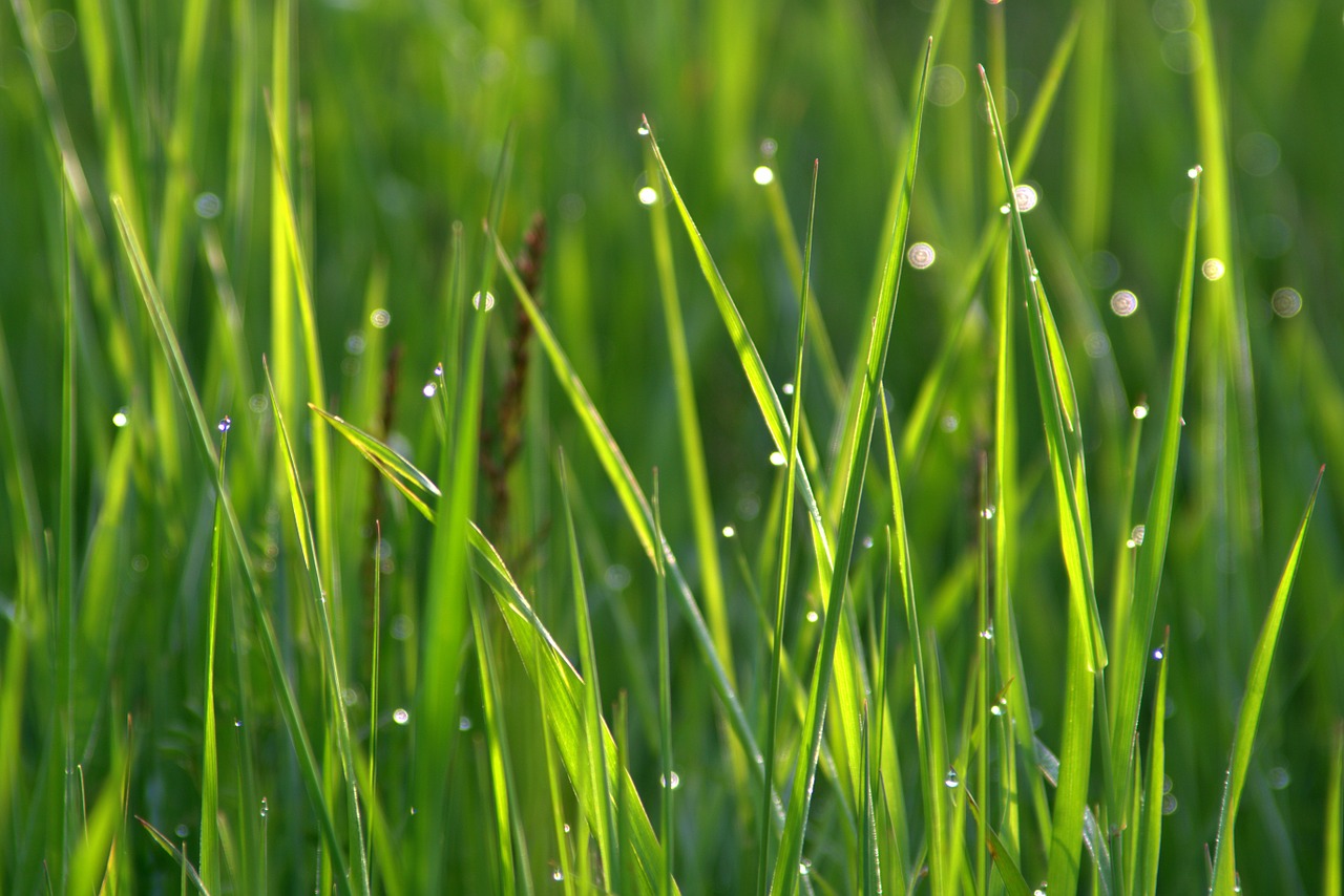 grass rosa drops of water free photo