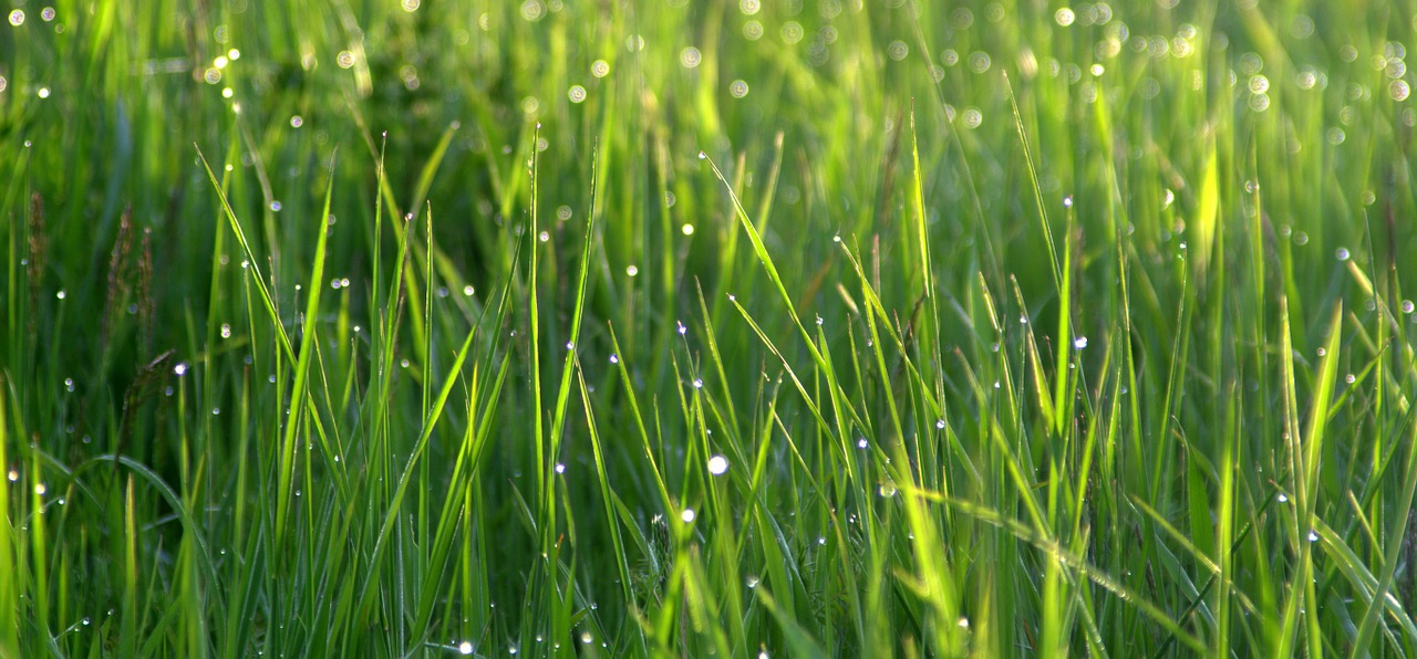 grass rosa drops of water free photo