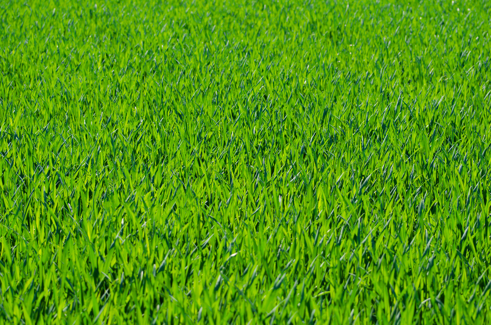 grass grassy stalks free photo