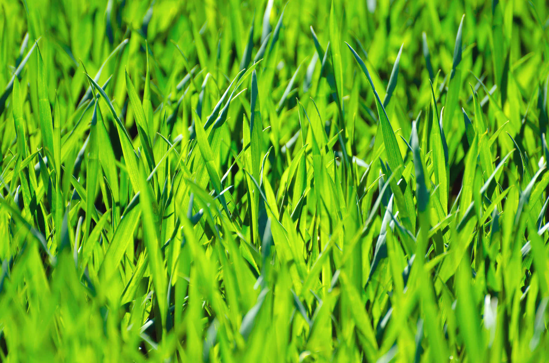 grass grassy stalks free photo