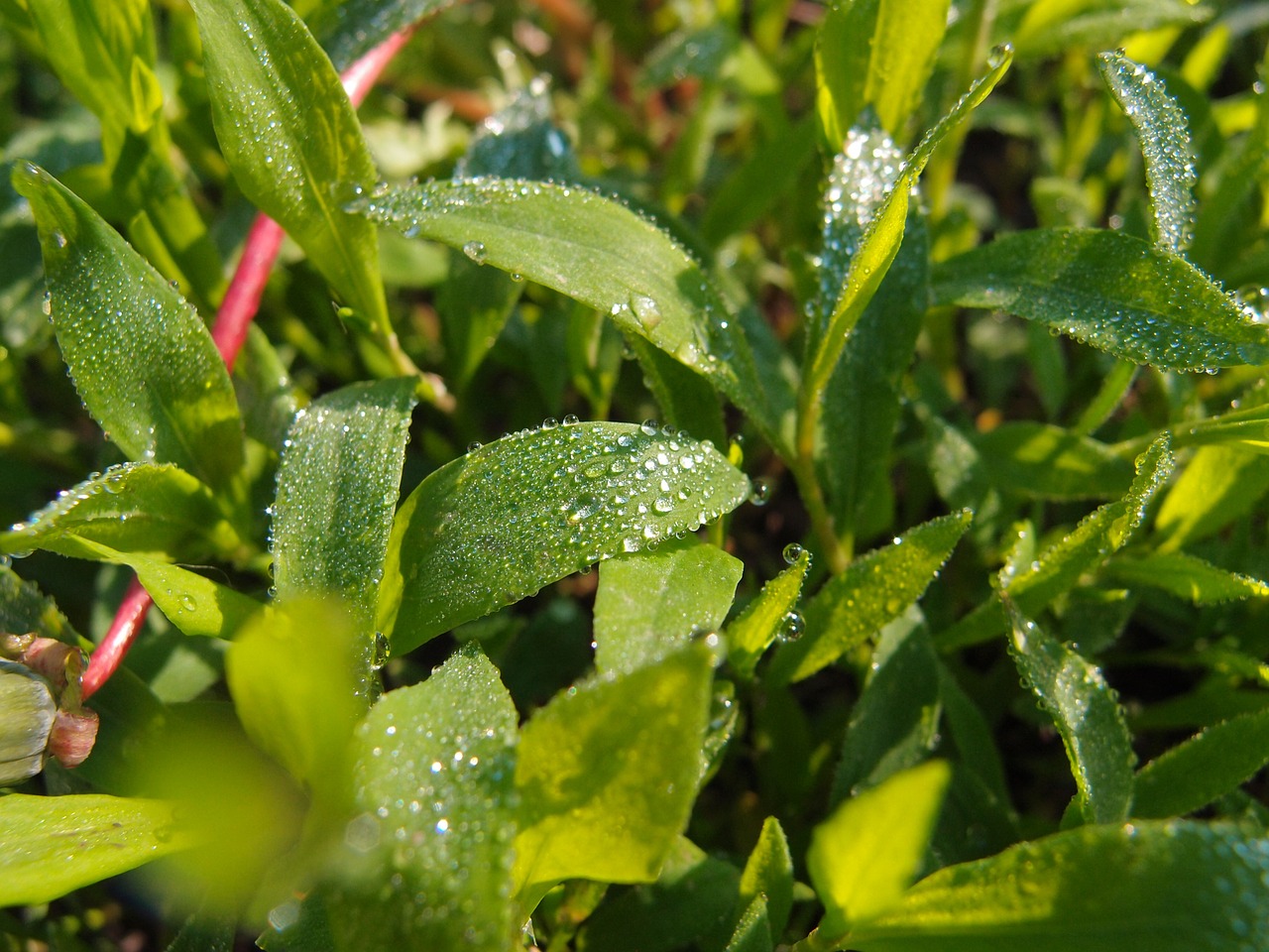 grass rosa drops free photo