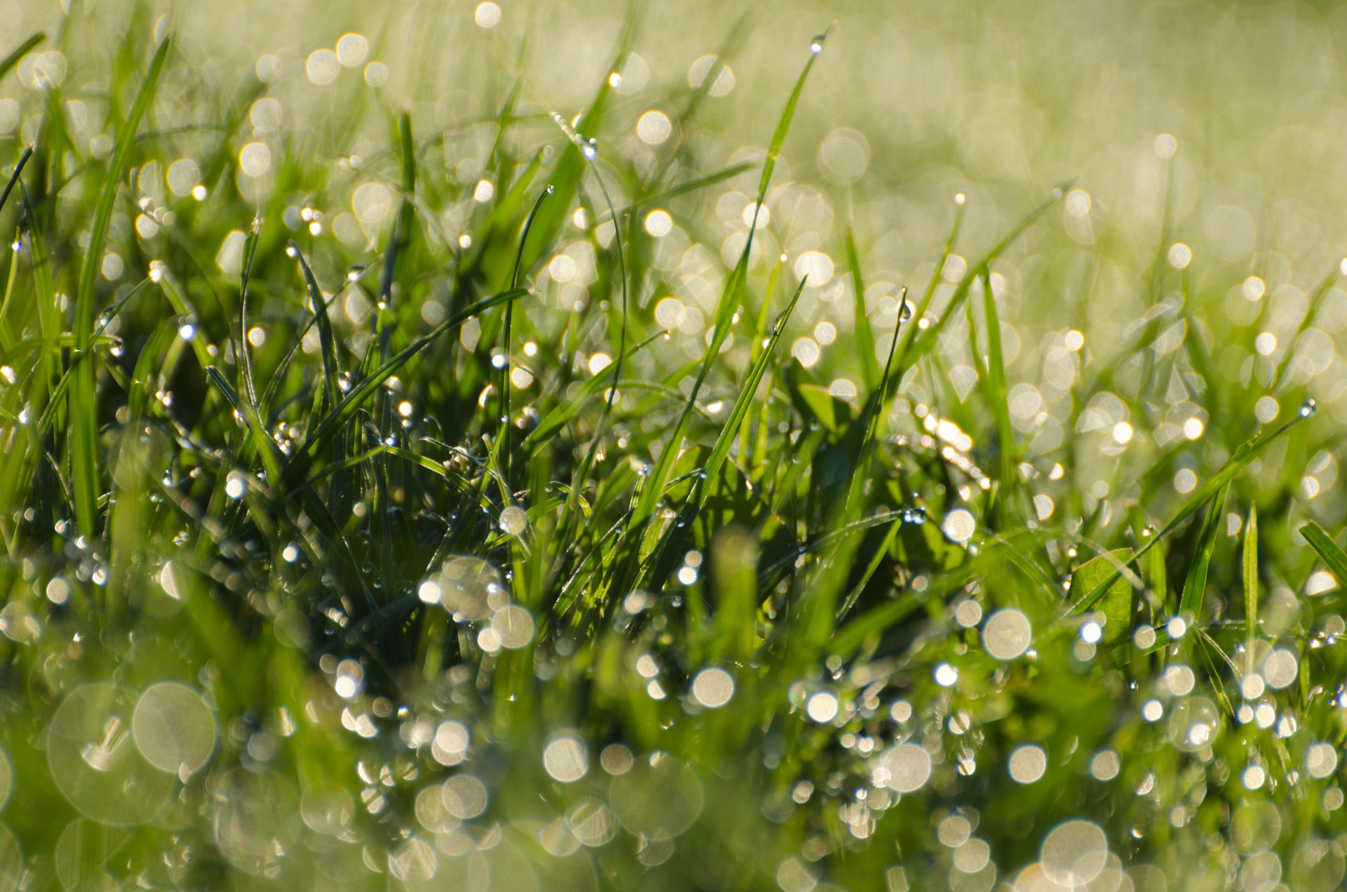 morning dew grass free photo