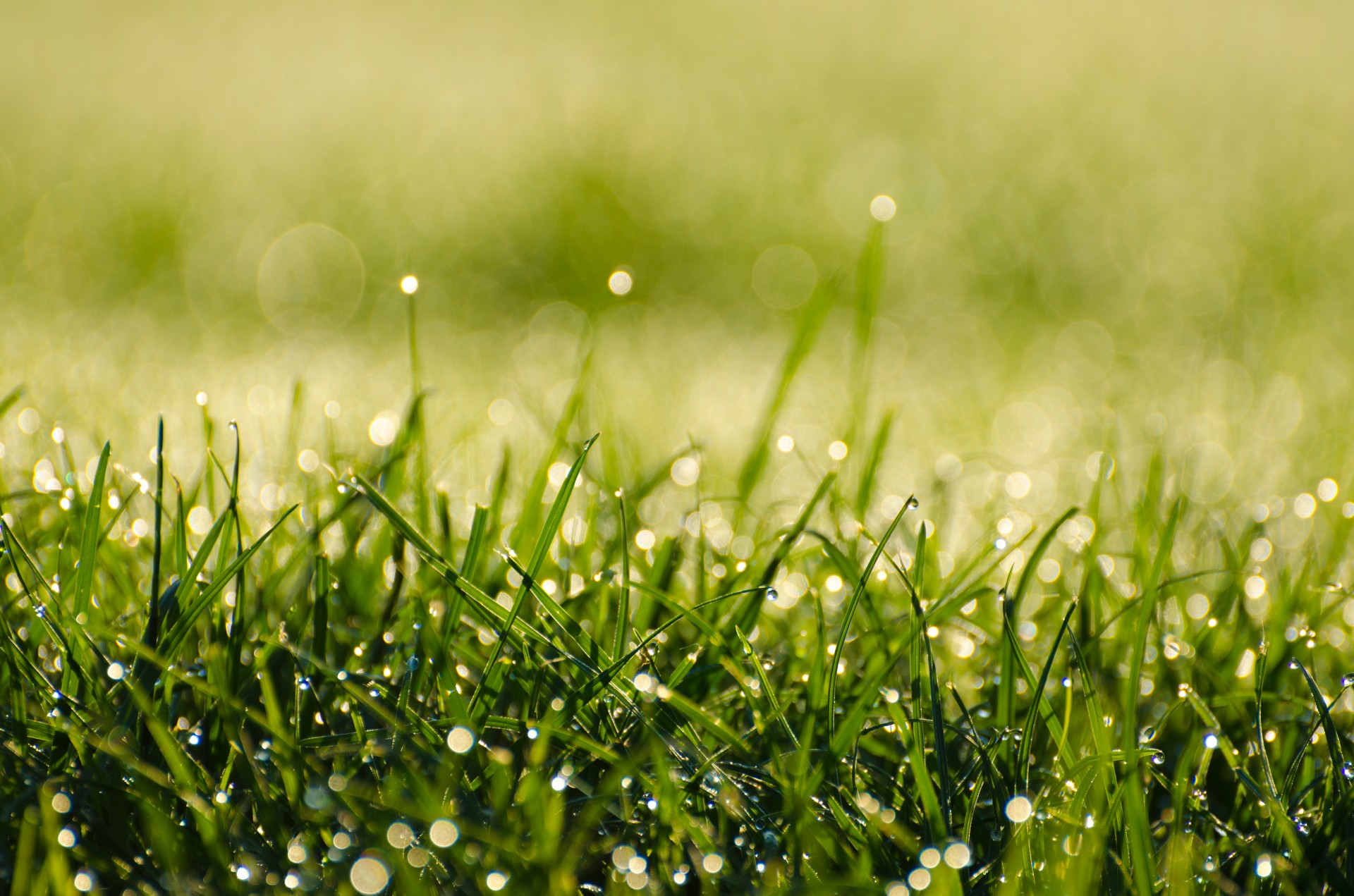 morning dew grass free photo