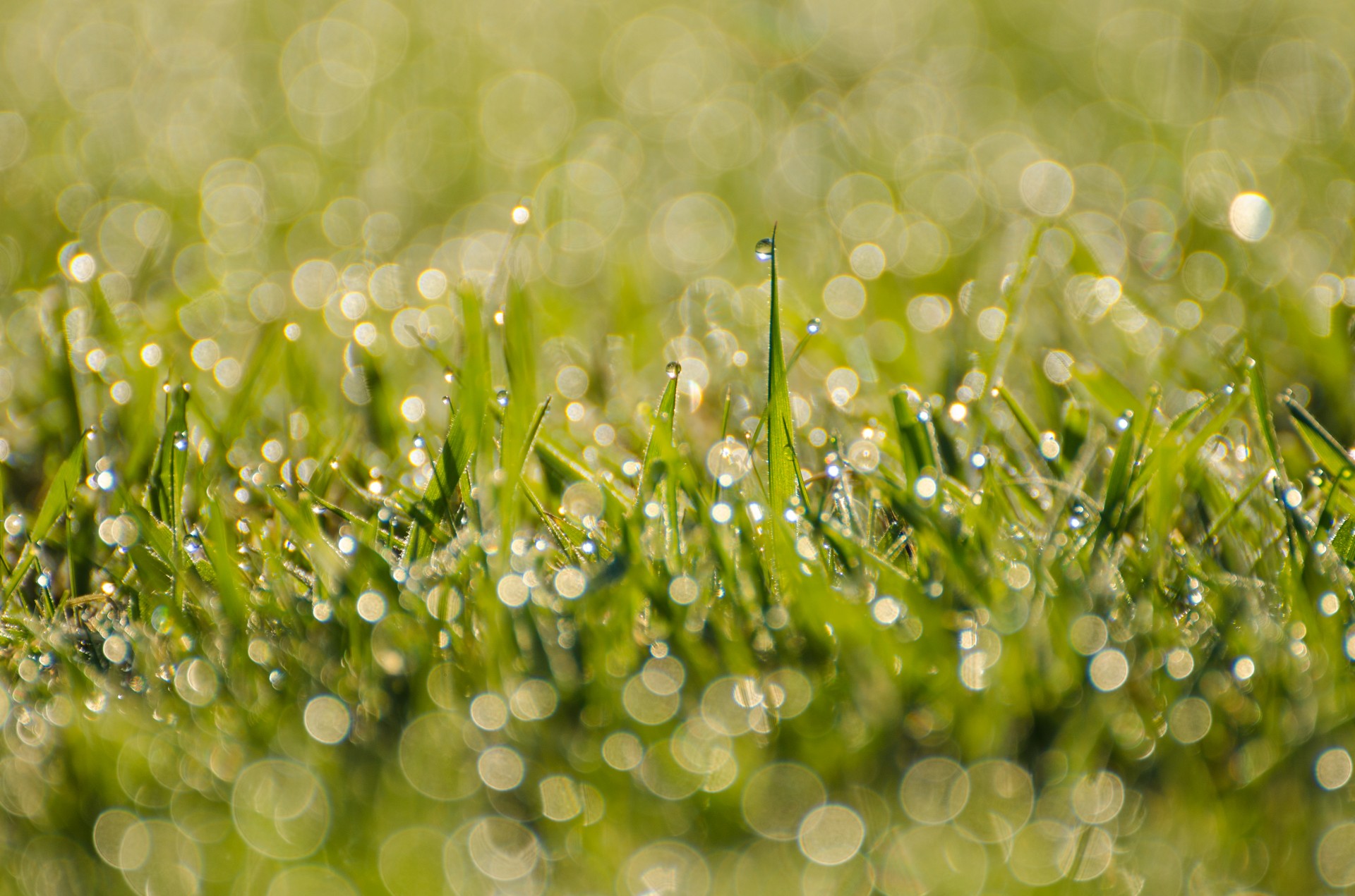 morning dew grass free photo