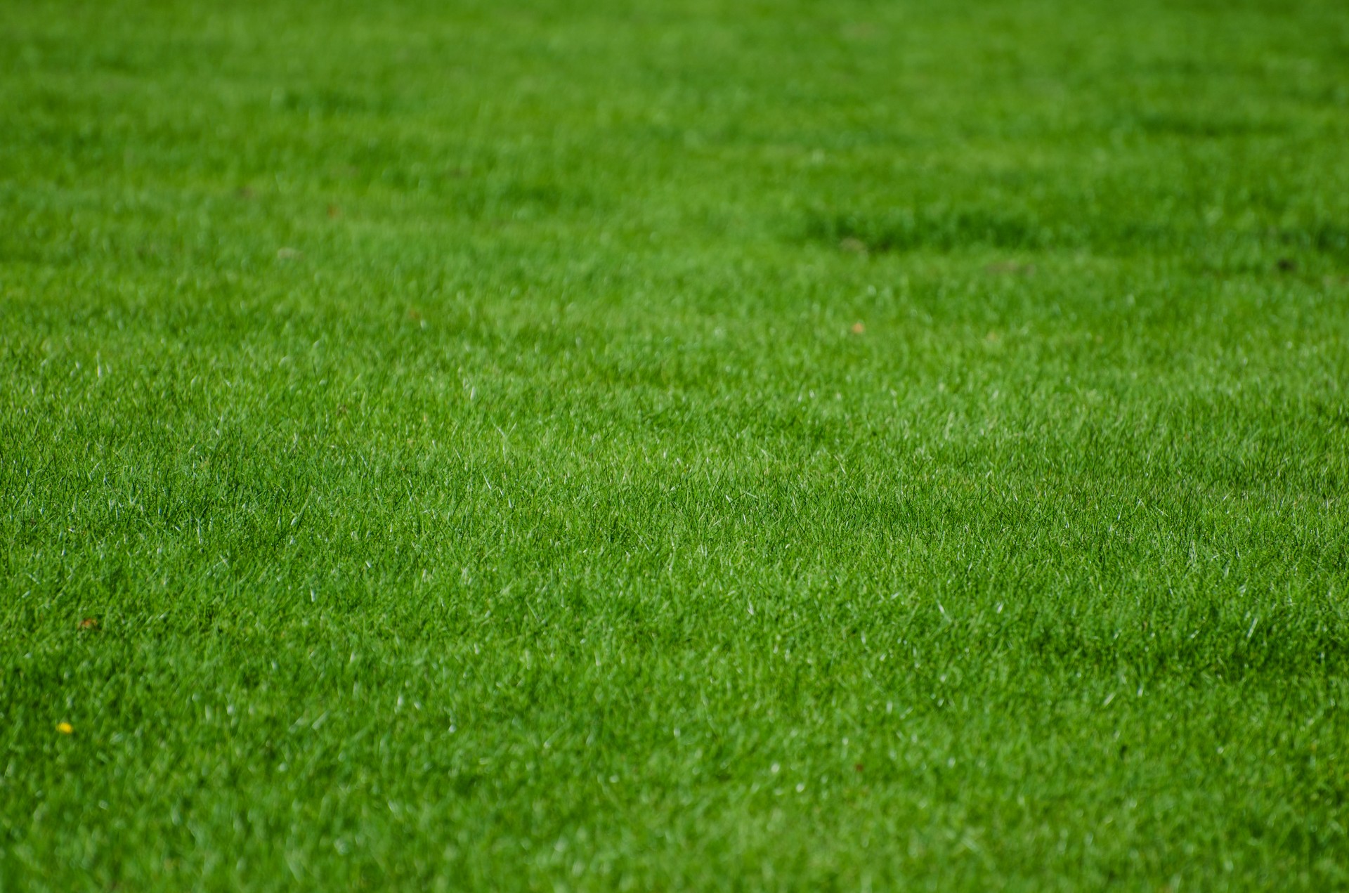 grass green background free photo