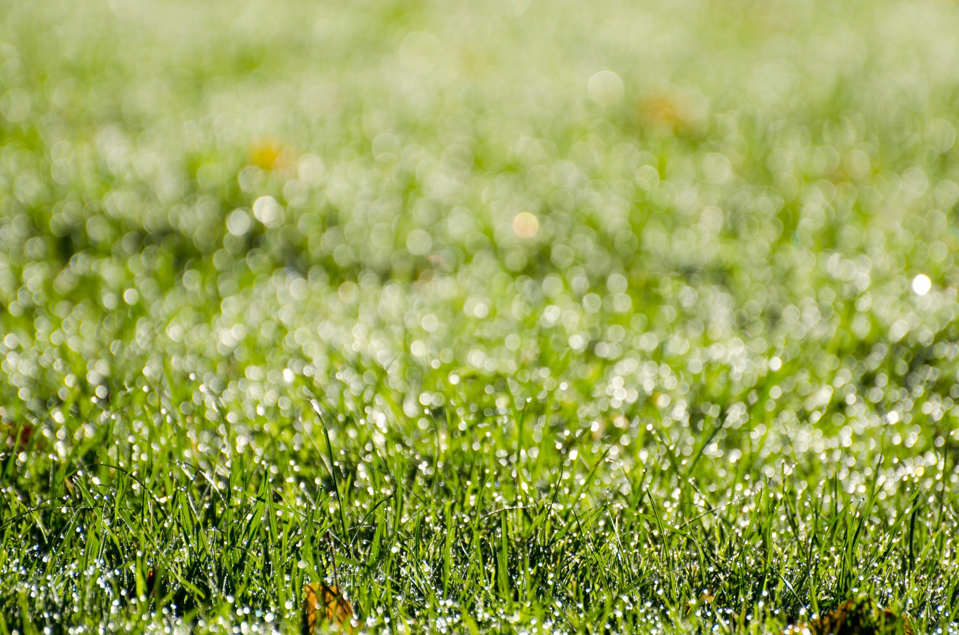 grass morning background free photo