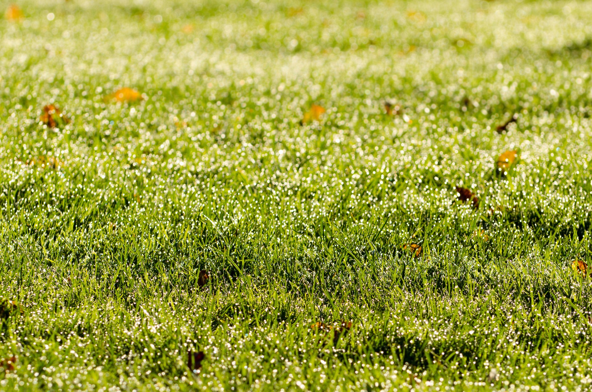 grass morning background free photo