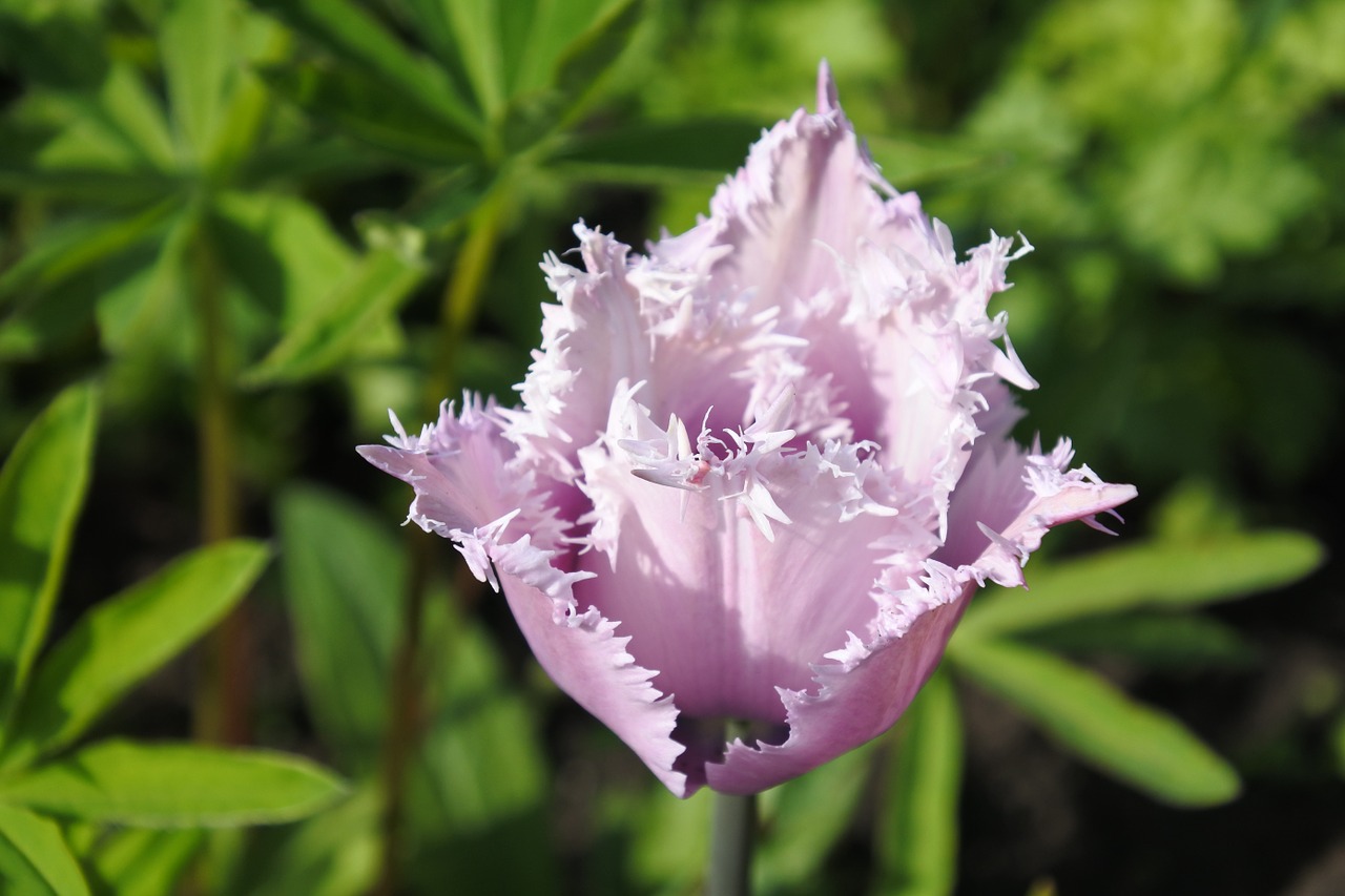 grass tulip flower free photo