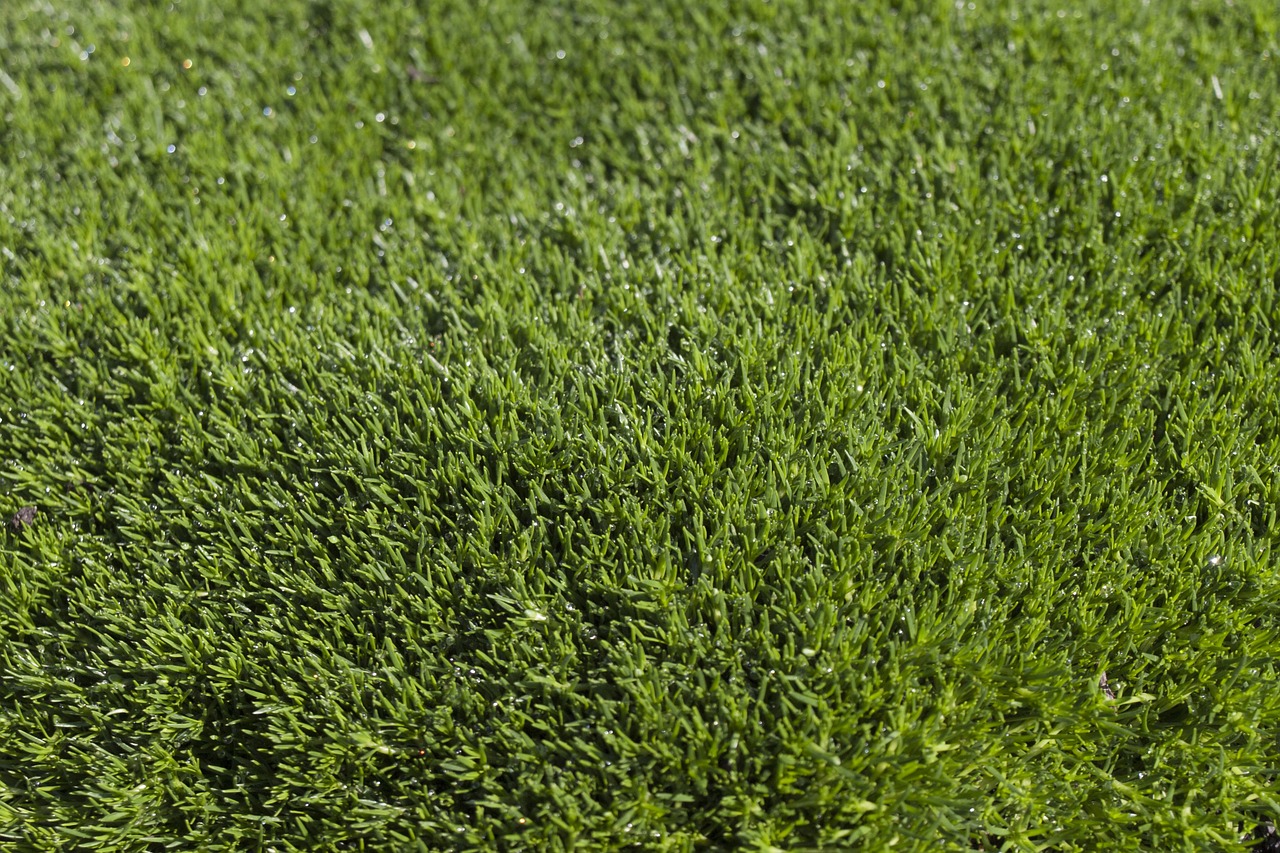 grass texture green free photo