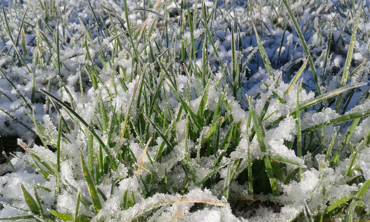 grass snow green free photo