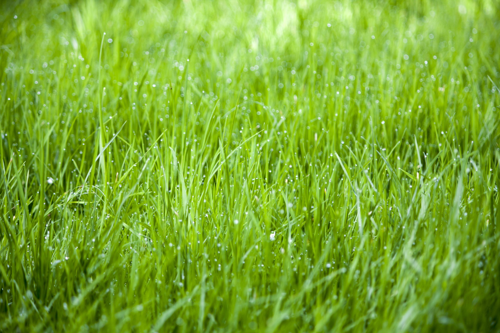 grass background texture free photo