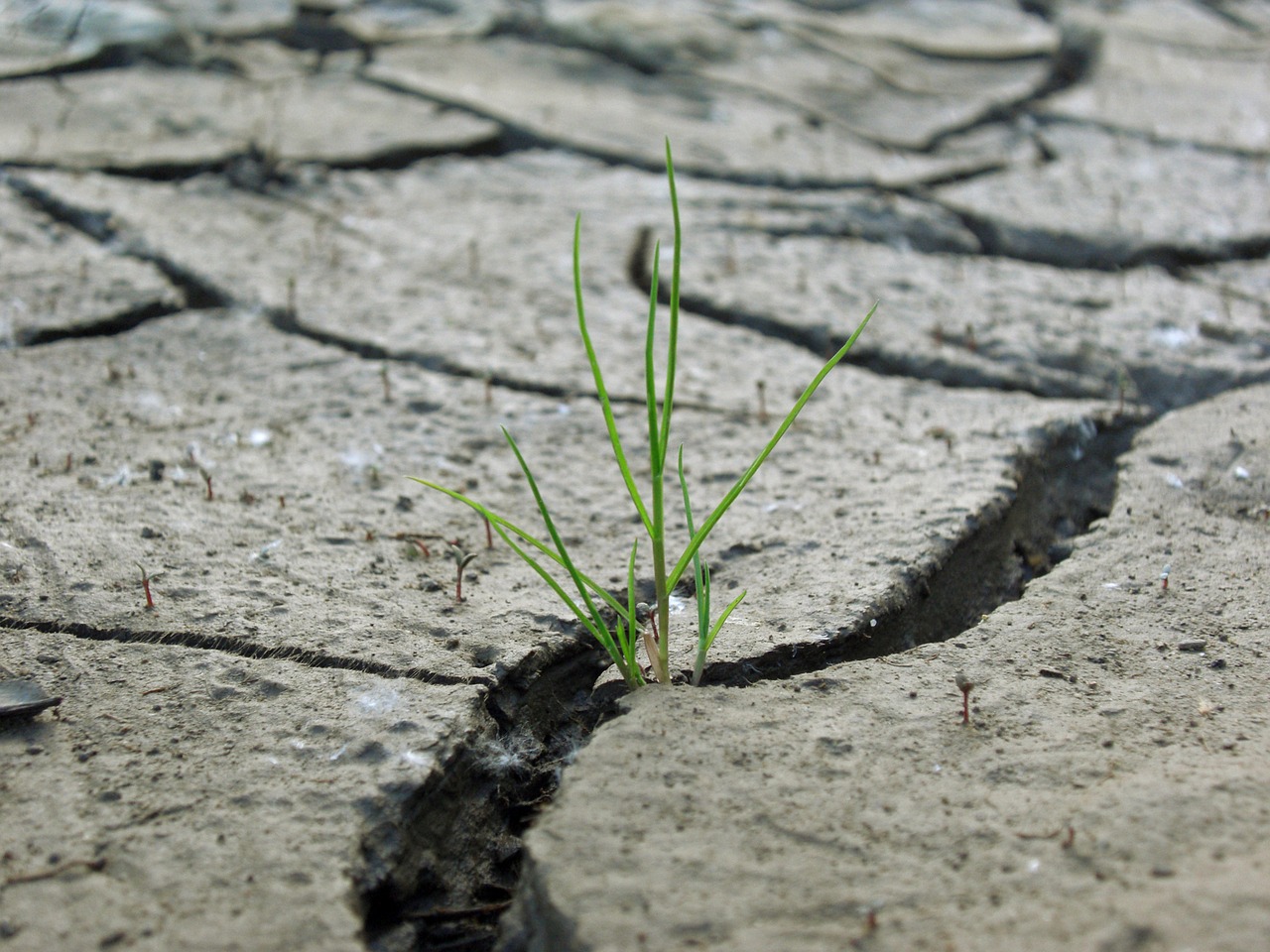 grass plaice dry free photo