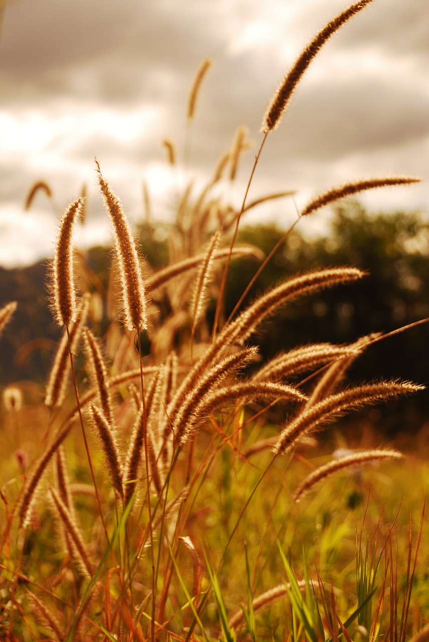 grass nature summer free photo