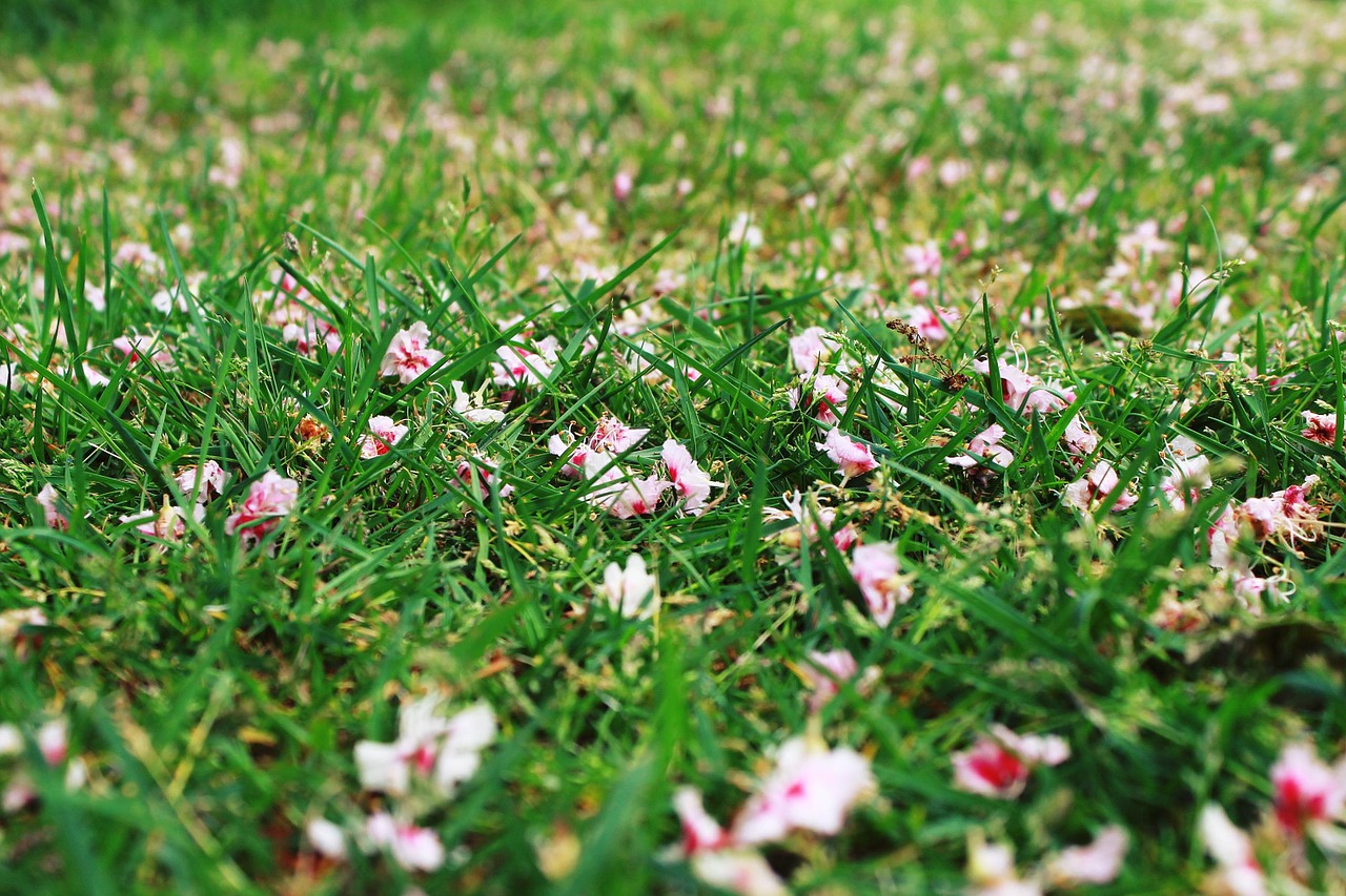 grass meadow flowers free photo