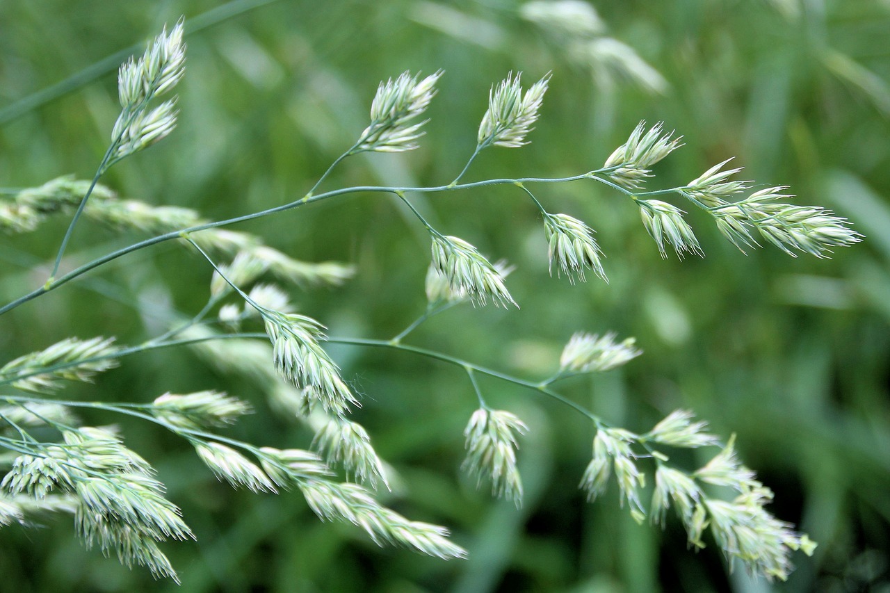 grass high grass seeds free photo