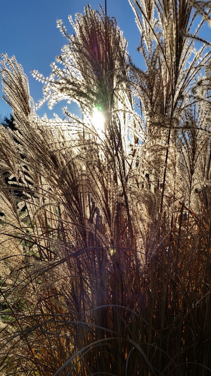 grass nature sunlight free photo