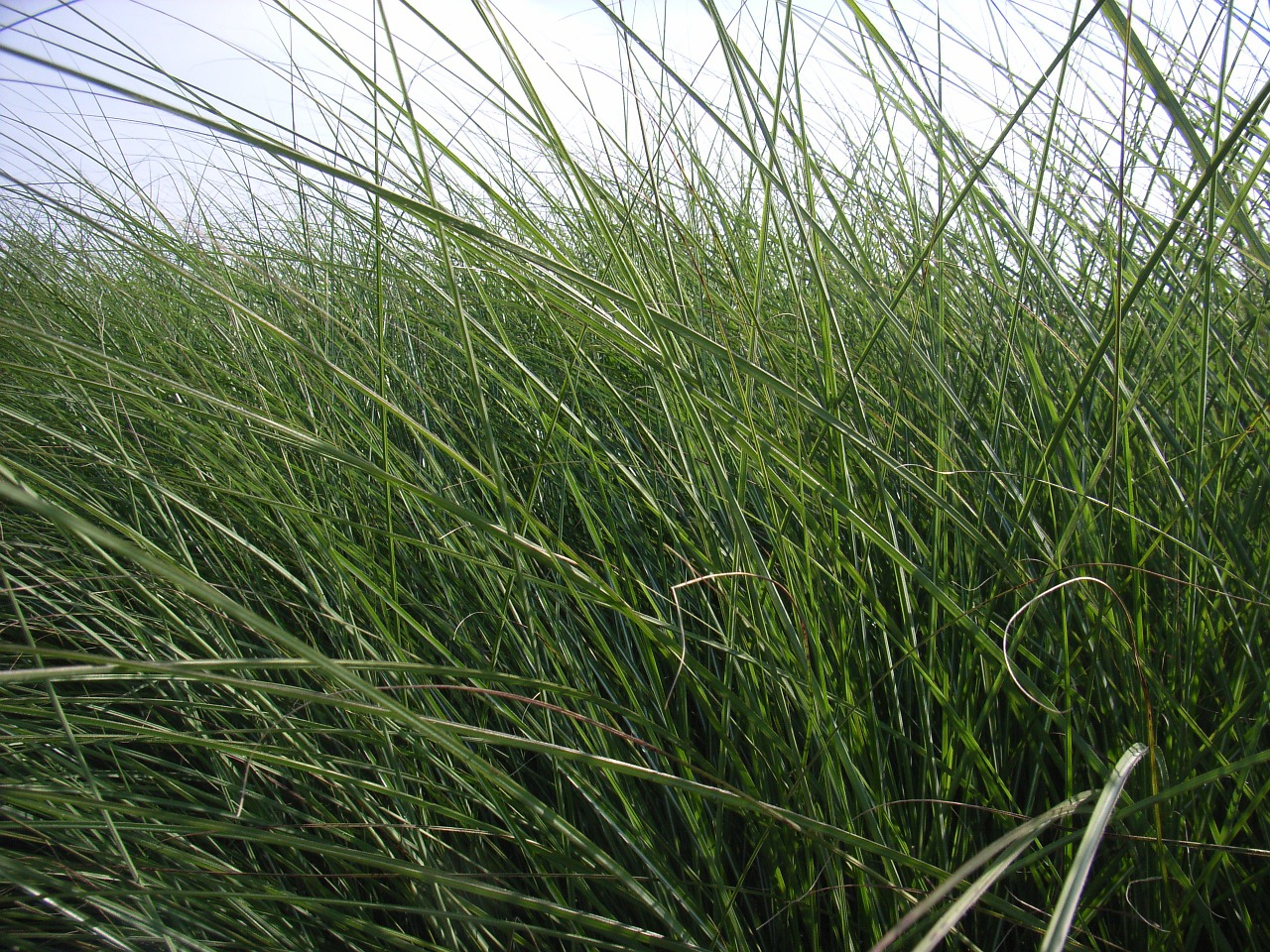 grass rush green free photo