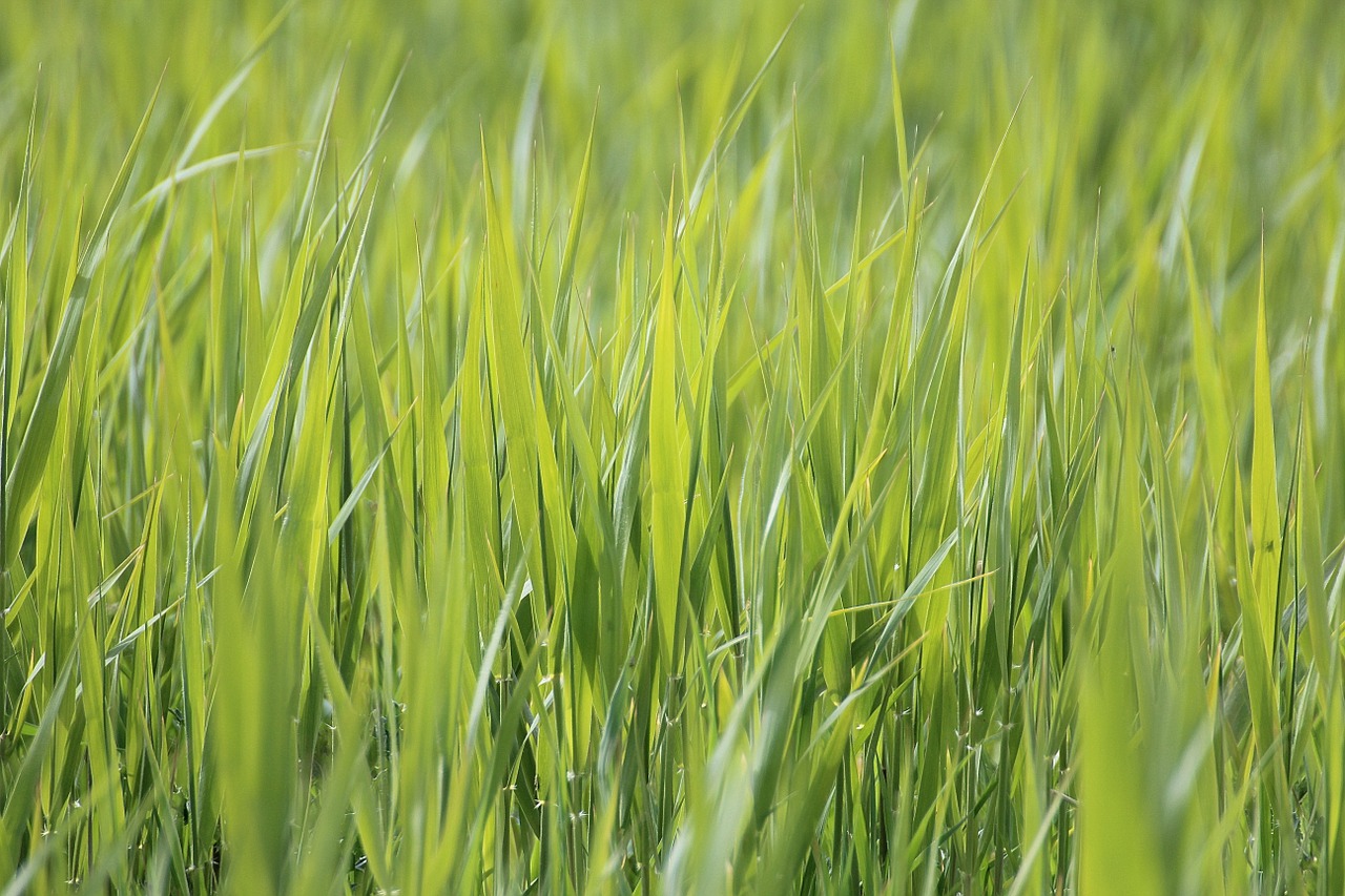 grass meadow close free photo