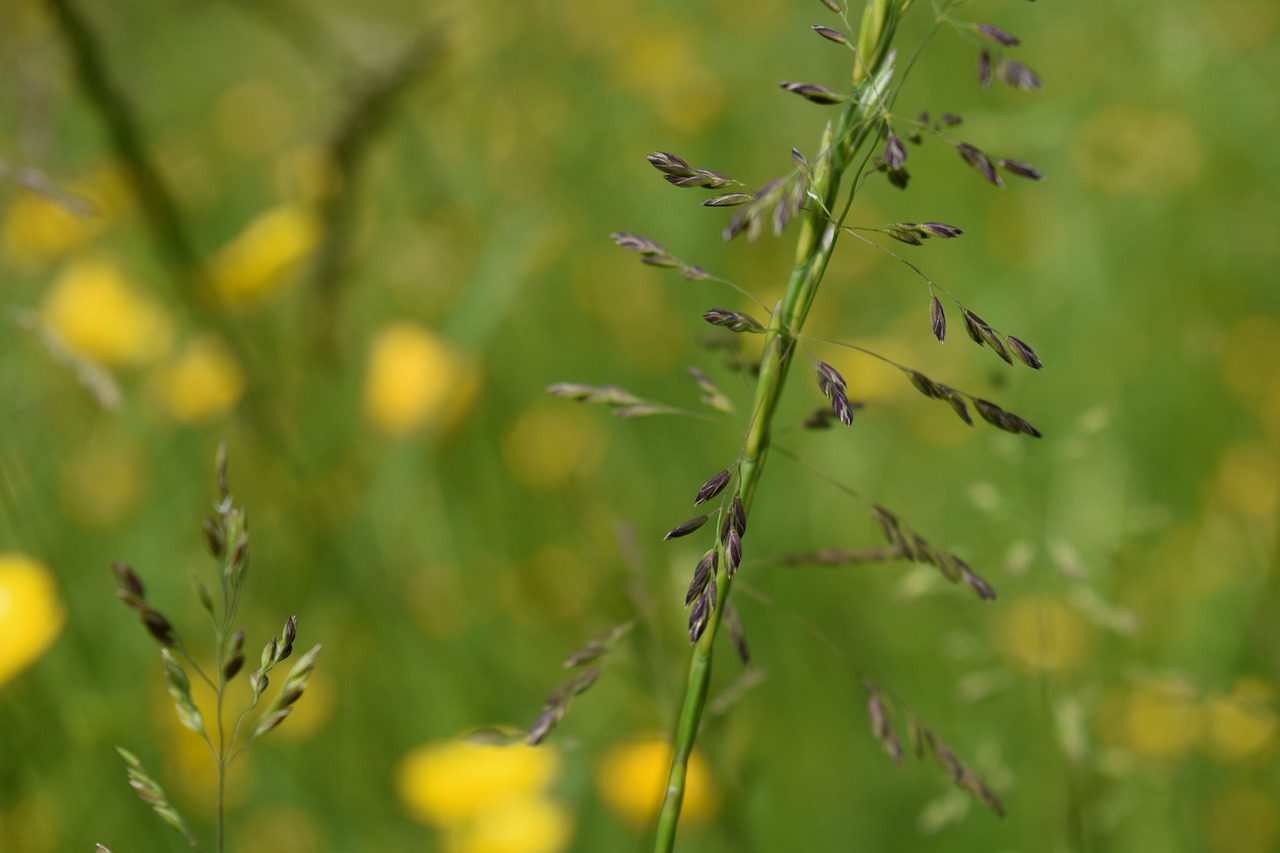 grass seeds blossom free photo