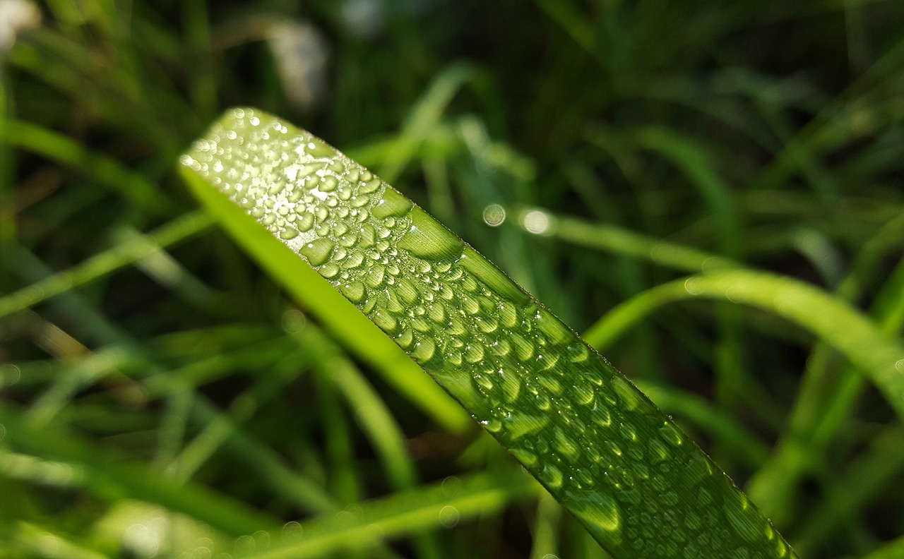 grass blade of grass dew free photo