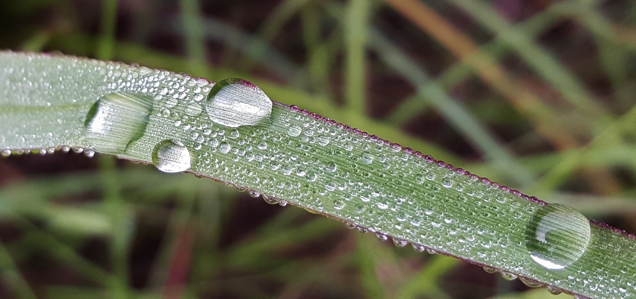 grass blade of grass dew free photo