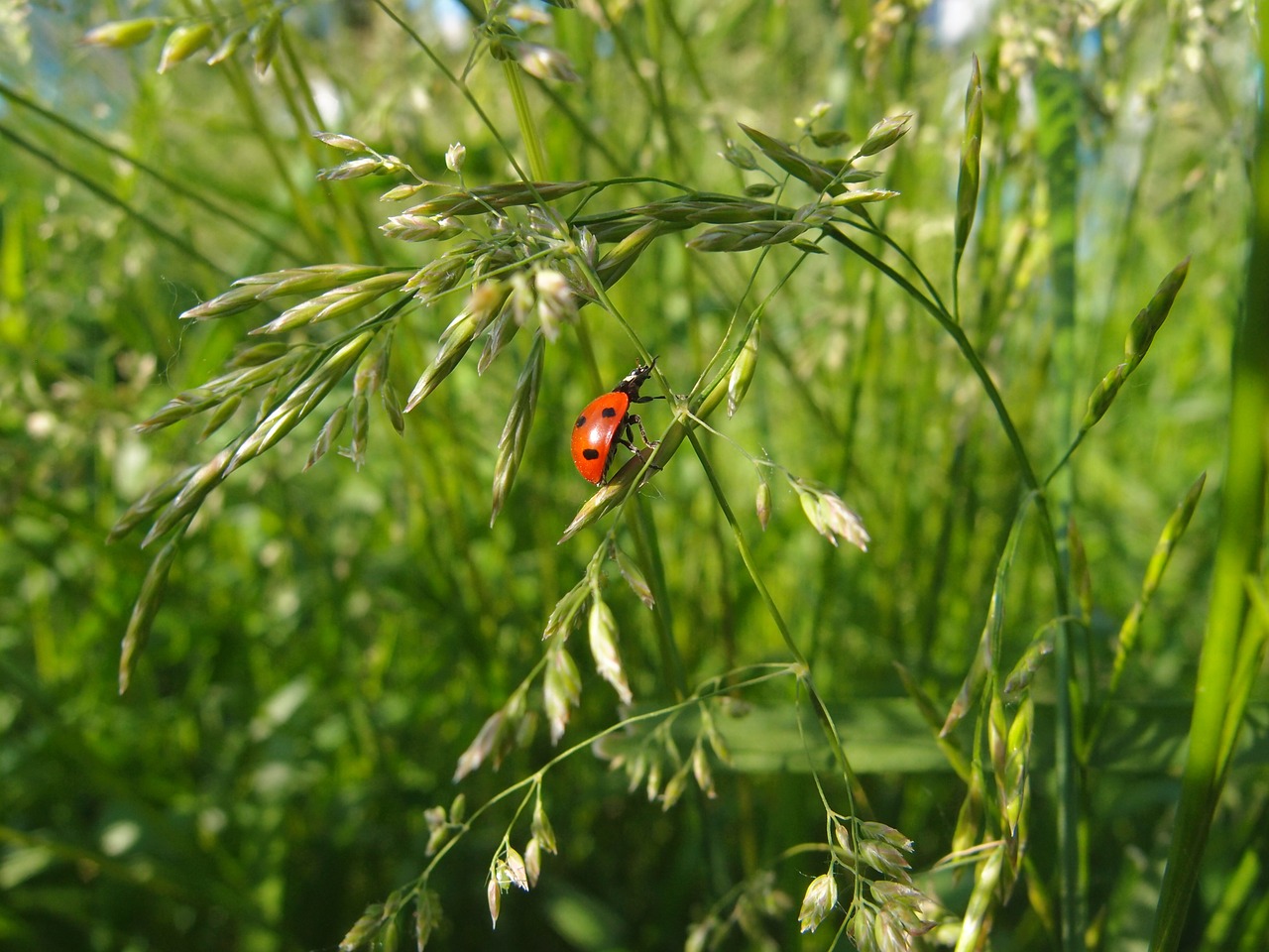 grass summer green free photo