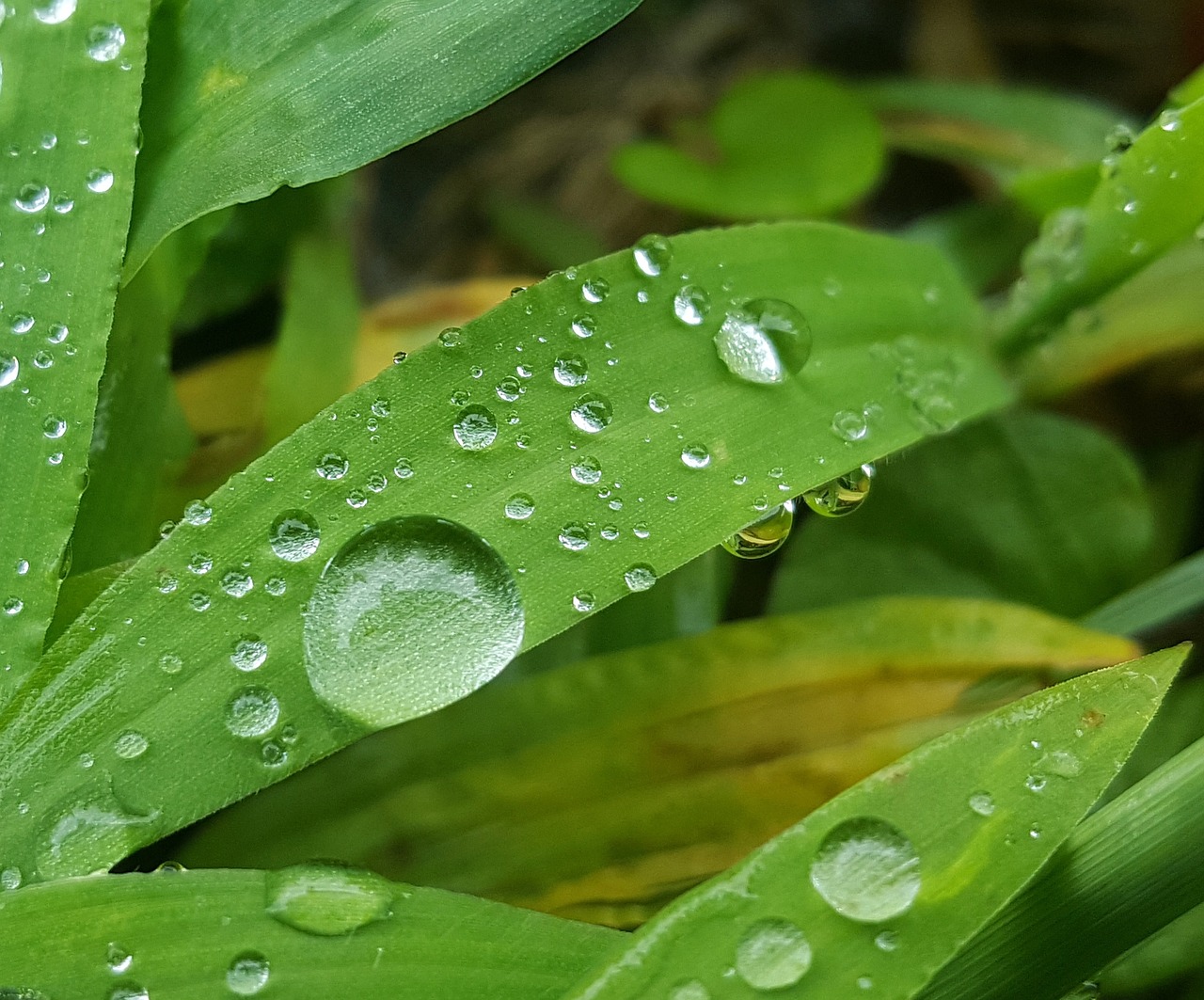 grass wet water free photo