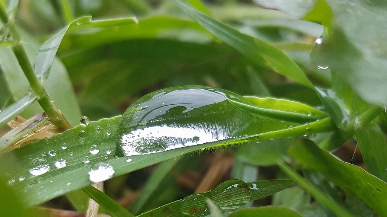 grass wet water free photo