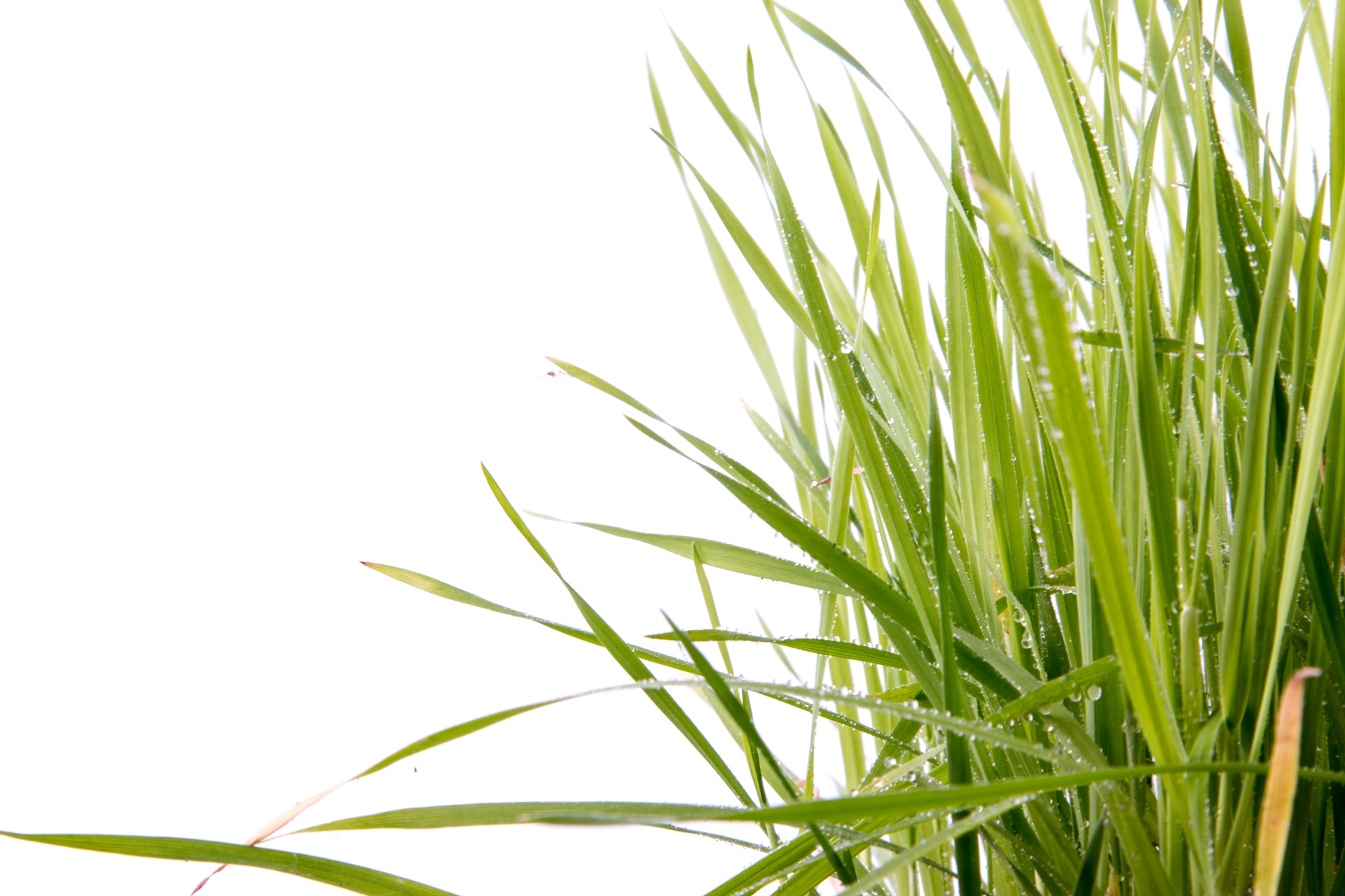 grass green white background free photo