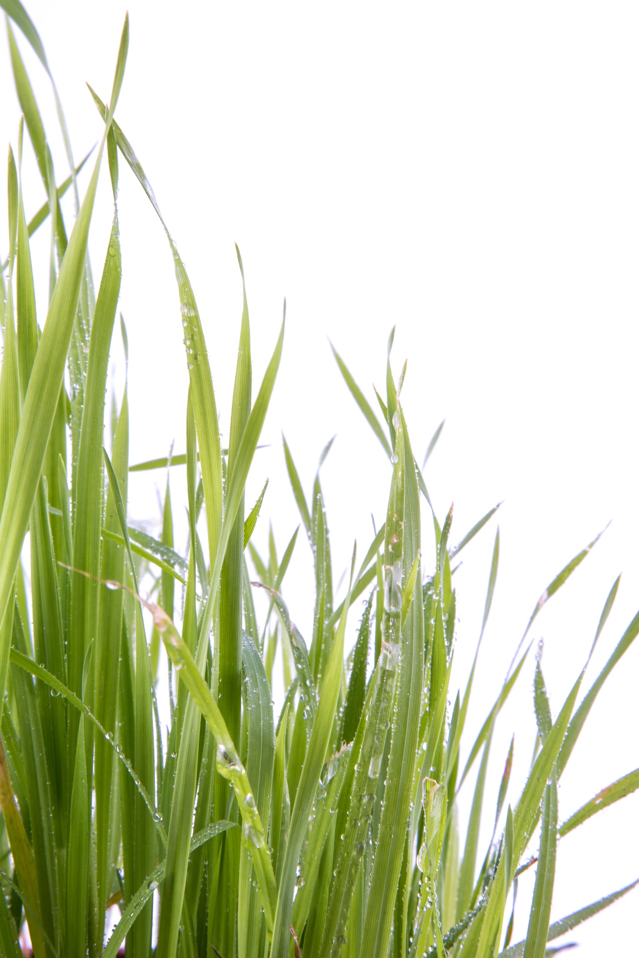 grass green white background free photo