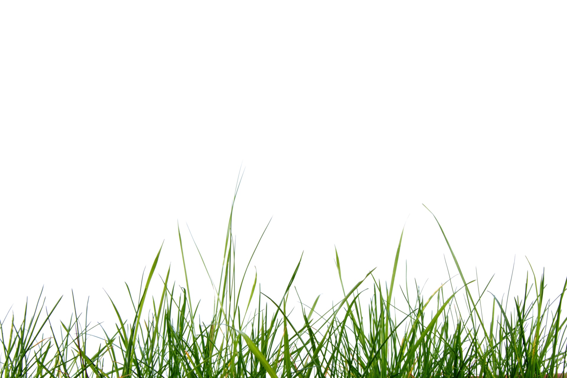 grass green white background free photo