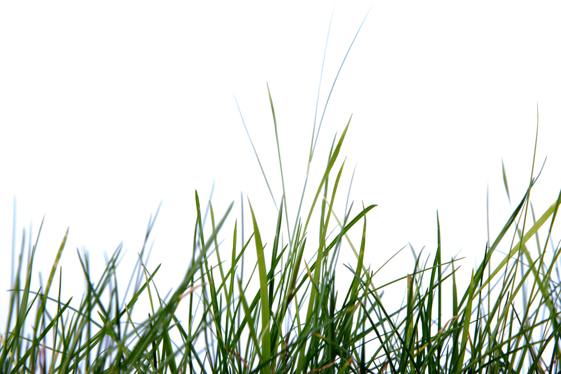 grass green white background free photo