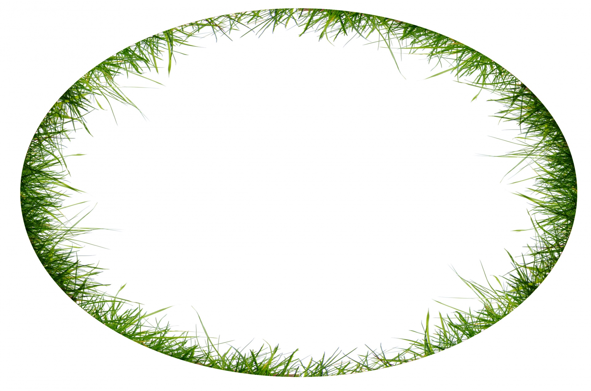 grass green white background free photo