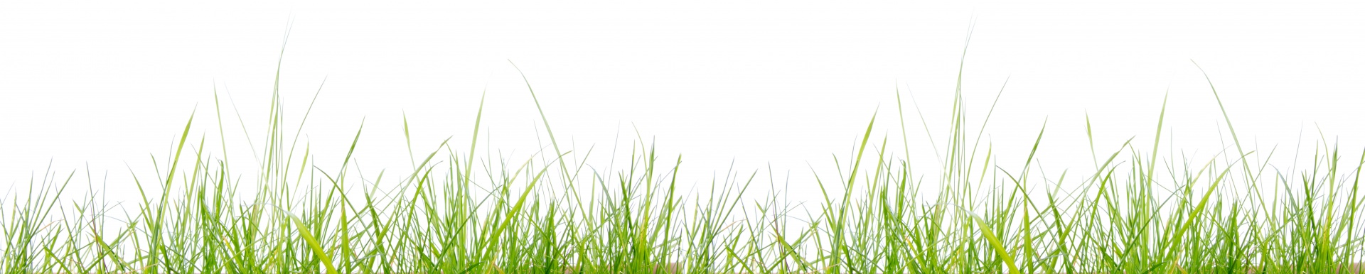 grass green white background free photo