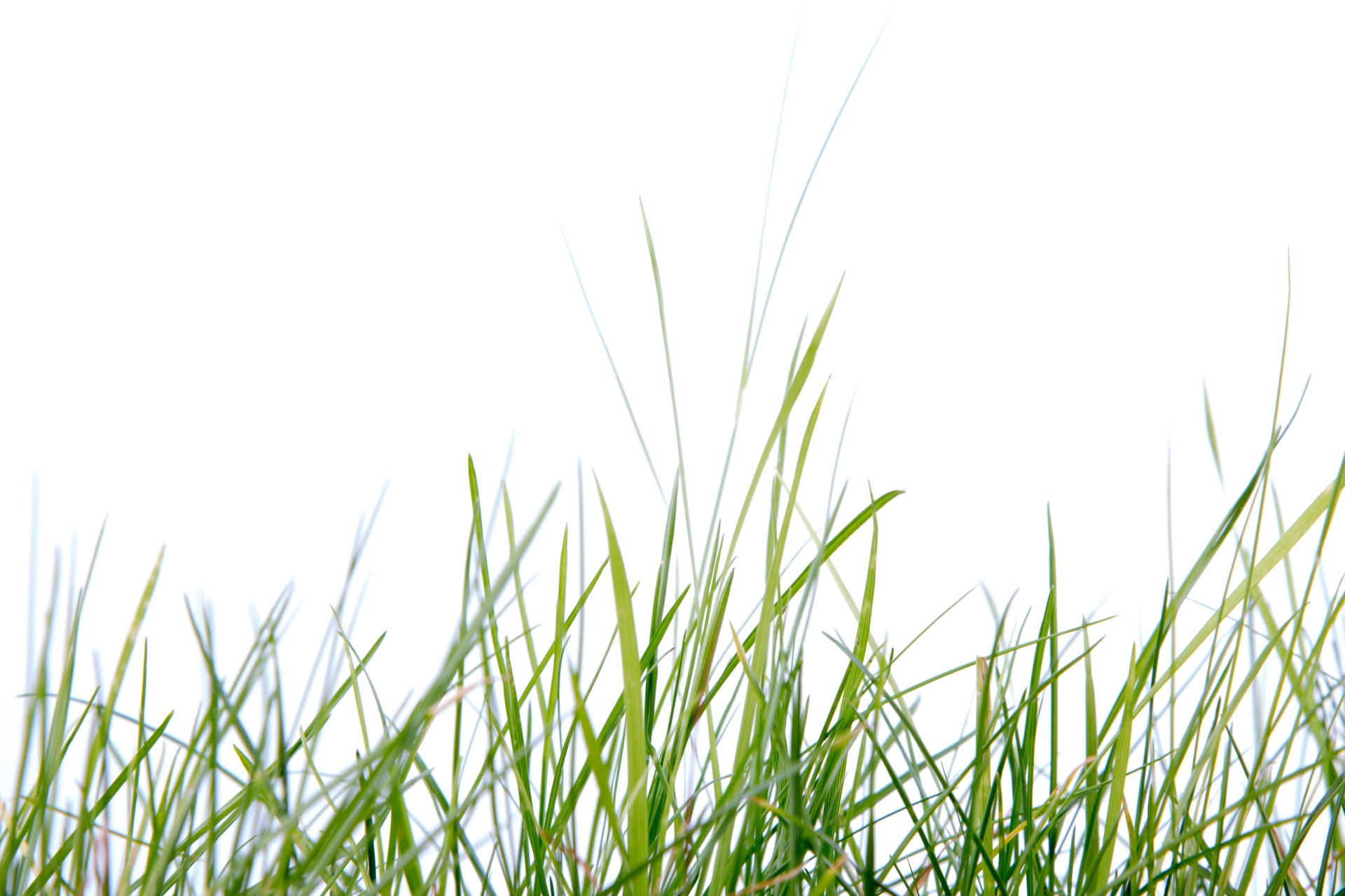 grass green white background free photo