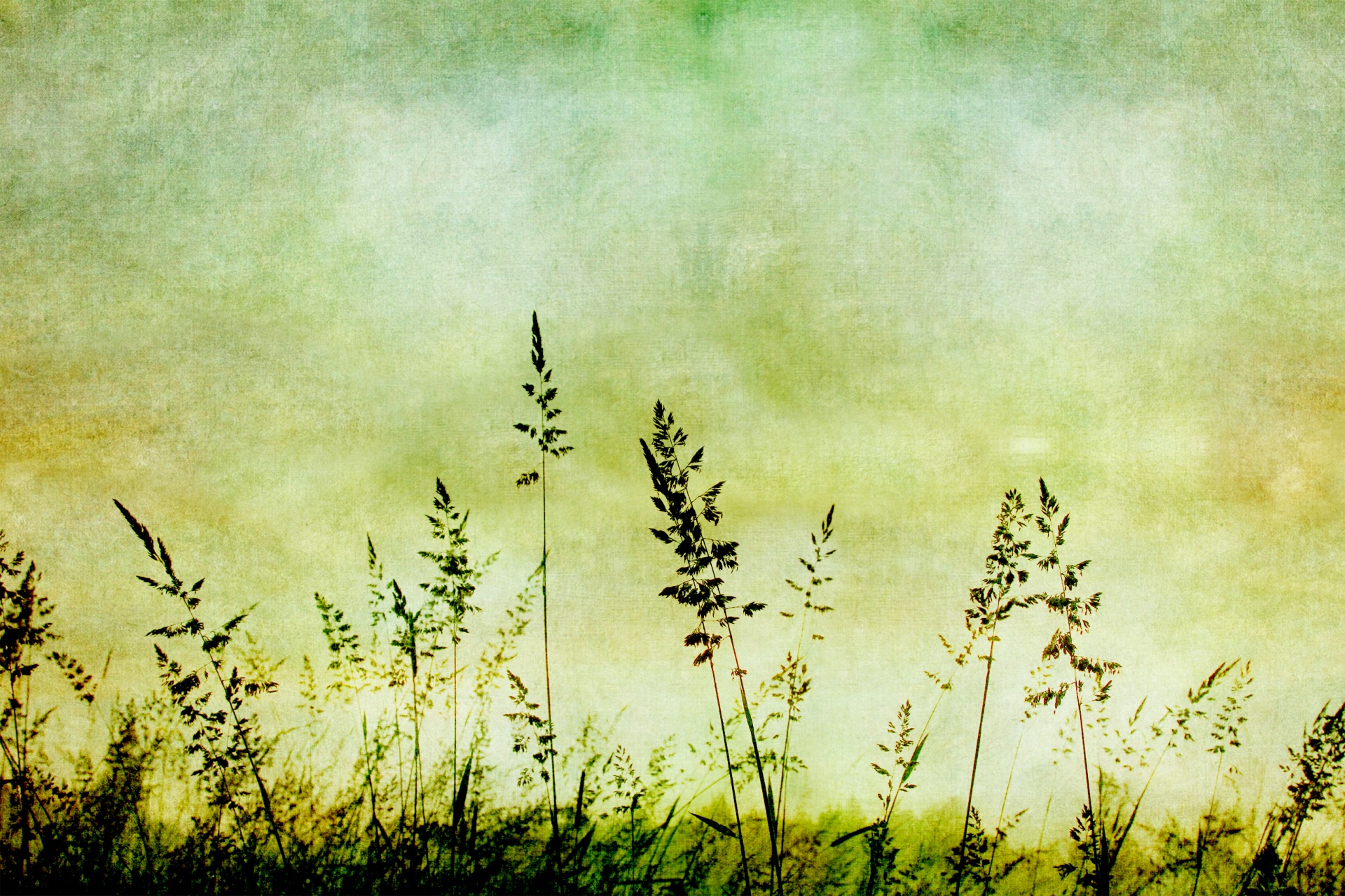 grass sky outline free photo