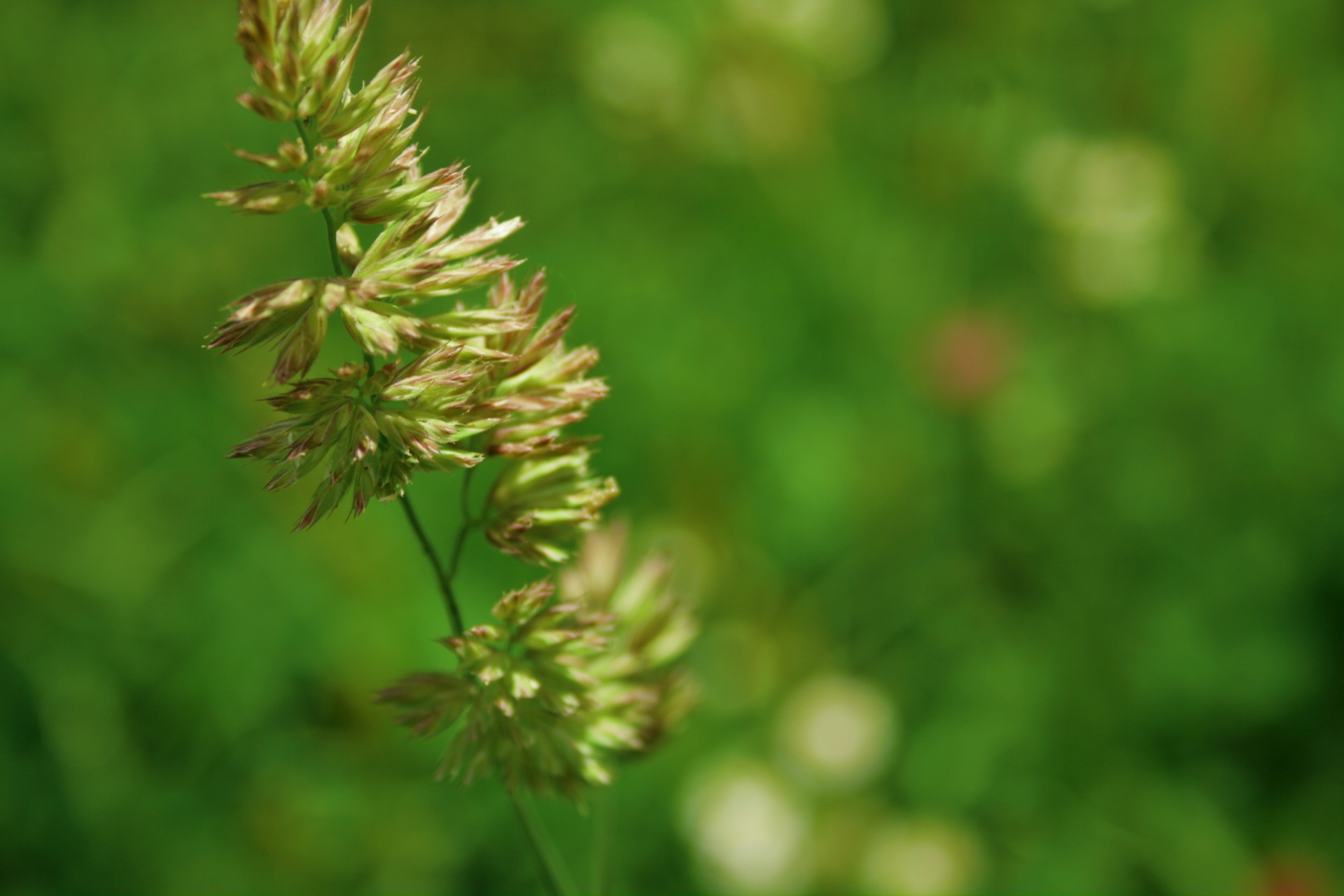 grass reed calamagrostis canescens free photo